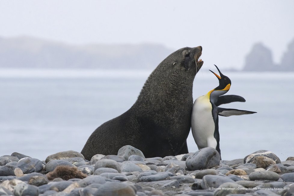 Finalisté letošní soutěže Comedy Wildlife Photography Awards 2019