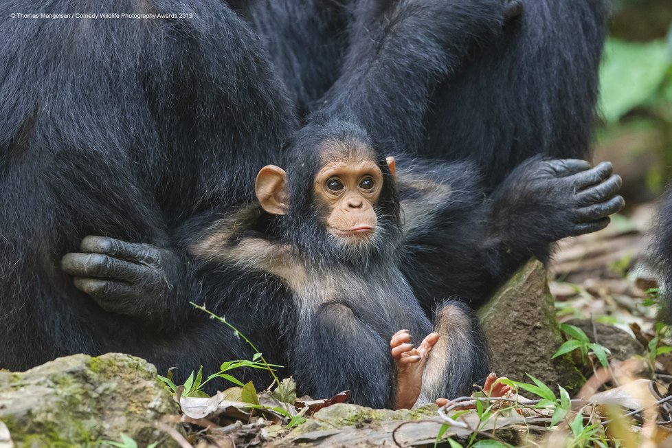 Finalisté letošní soutěže Comedy Wildlife Photography Awards 2019