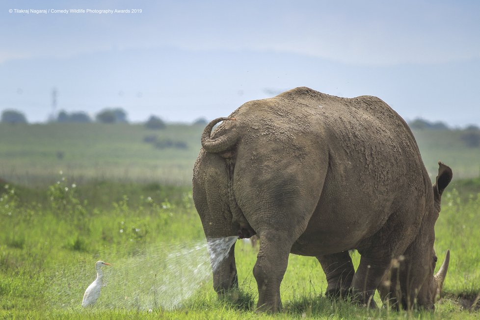 Finalisté letošní soutěže Comedy Wildlife Photography Awards 2019