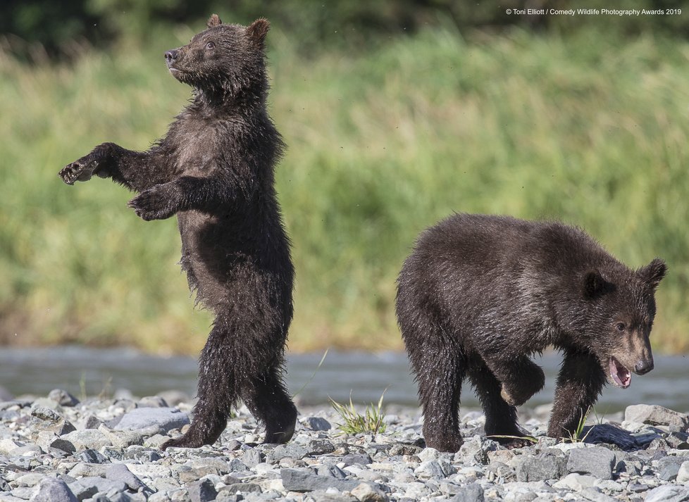 Finalisté letošní soutěže Comedy Wildlife Photography Awards 2019