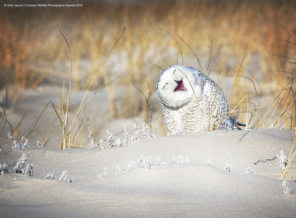 Finalisté letošní soutěže Comedy Wildlife Photography Awards 2019