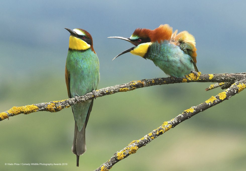 Finalisté letošní soutěže Comedy Wildlife Photography Awards 2019