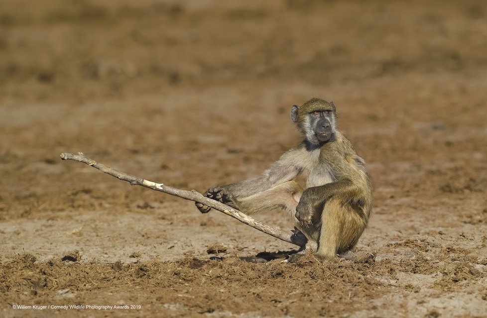 Finalisté letošní soutěže Comedy Wildlife Photography Awards 2019