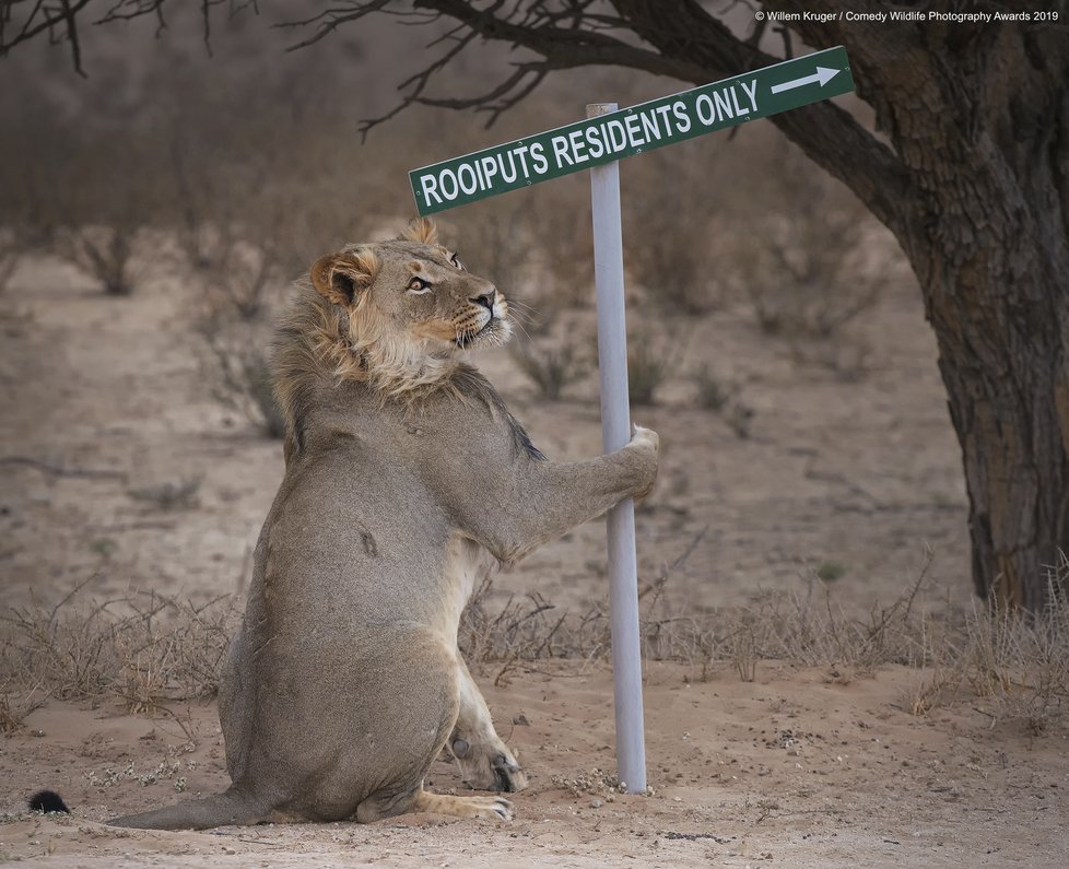 Finalisté letošní soutěže Comedy Wildlife Photography Awards 2019