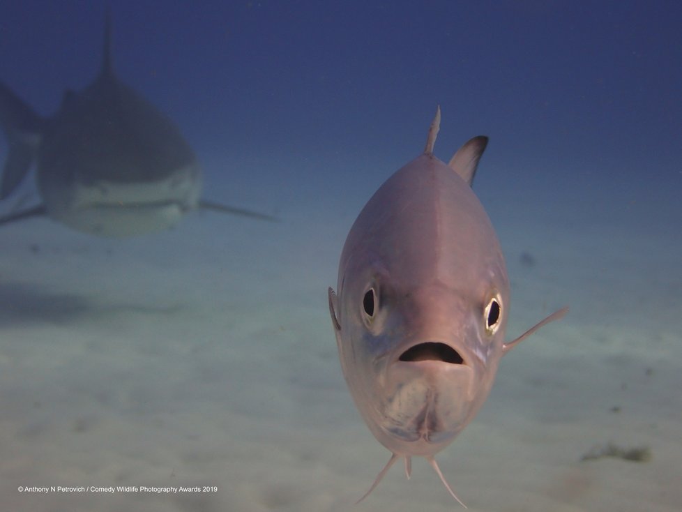 Finalisté letošní soutěže Comedy Wildlife Photography Awards 2019