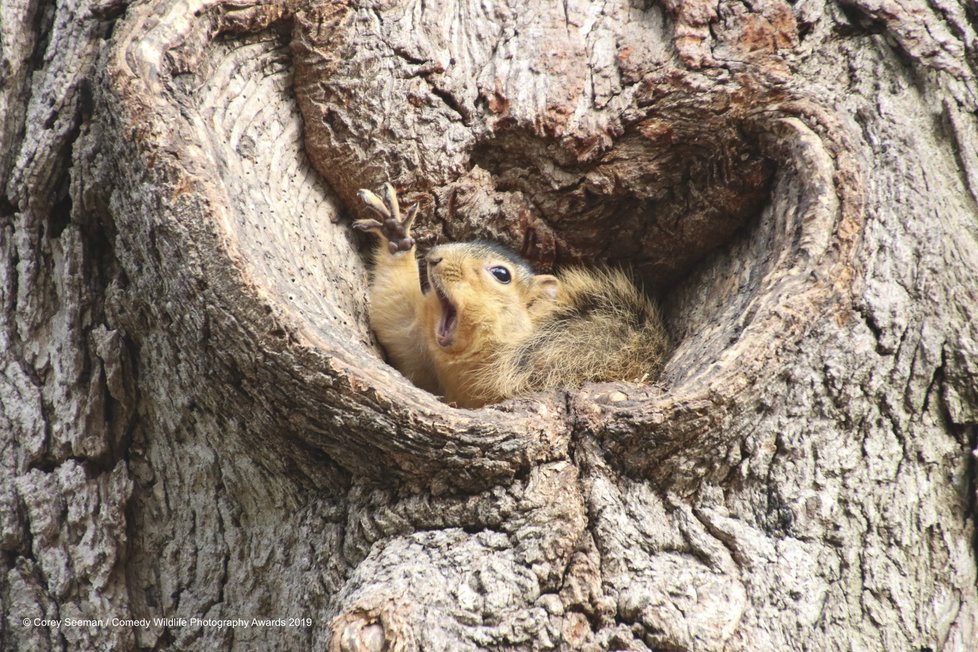 Finalisté letošní soutěže Comedy Wildlife Photography Awards 2019