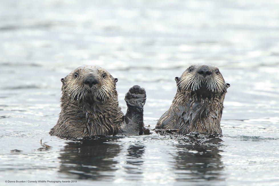 Finalisté letošní soutěže Comedy Wildlife Photography Awards 2019