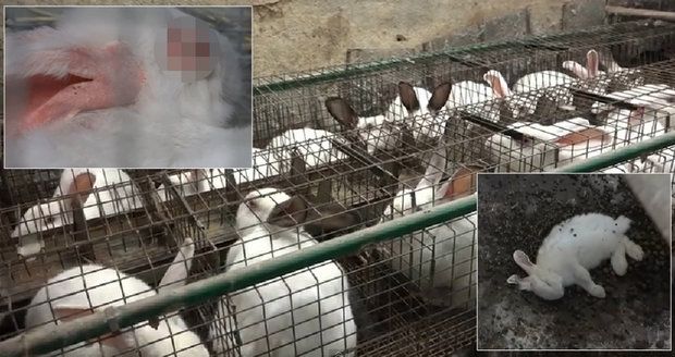 Mrtvoly mezi králíky a neléčené záněty. Aktivistka tepe podmínky velkochovů
