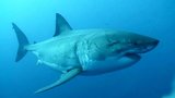 Megažralok zamířil k oblíbenému letovisku: Predátor váží přes 700 kilo