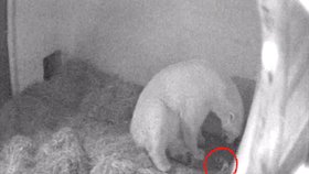 Lední medvědici Coře se narodia dva mláďata