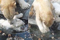 Jedno z ledních medvíďat spadlo do bazénu: Cora lovila prcka!