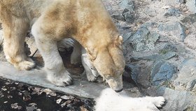 …jedno z medvíďat ale šláplo nečekaně na tenký led a ten se pod ním prolomil…