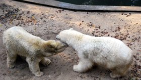 Takto se Cora (vlevo) loni loučila s Umcou. Ten odjel začátkem listopadu do Bratislavy. Z tamní zoo se vrátí 15.ledna po dvou měsících.