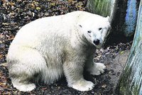 Brněnská medvědice Cora porodila dvojčata