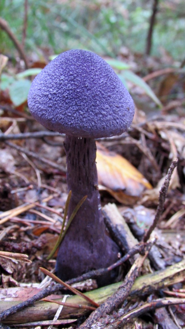 Pavučinec fialový má klobouk posetý tmavými plstnatými šupinkami, které se objevují i na noze.