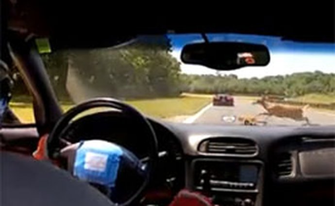 Video: Co dokáže srážka se zvěří II – jelen vs. Corvette