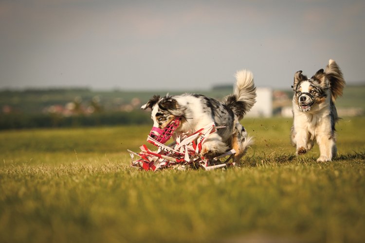 Psí sport coursing pořádně prověří lovecké dovednosti, a především rychlost