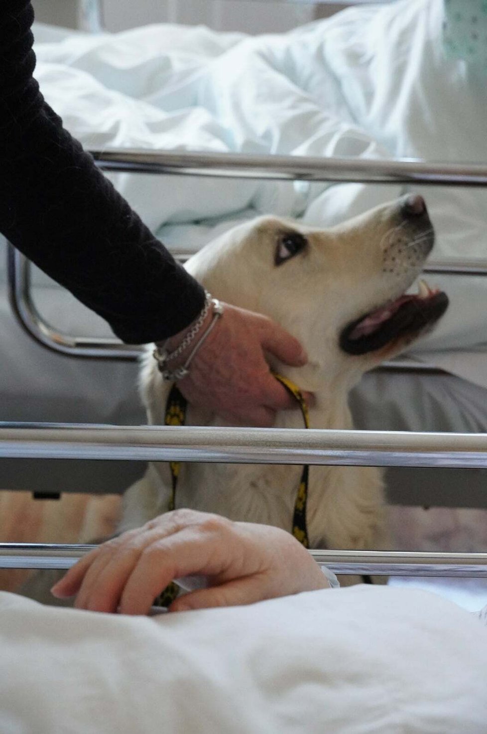 Nemocnice v Blansku po covidové pauze obnovila canisterapii na oddělení následné péče, cvičení psi tak znovu pomáhají s rehabilitací pacientů.