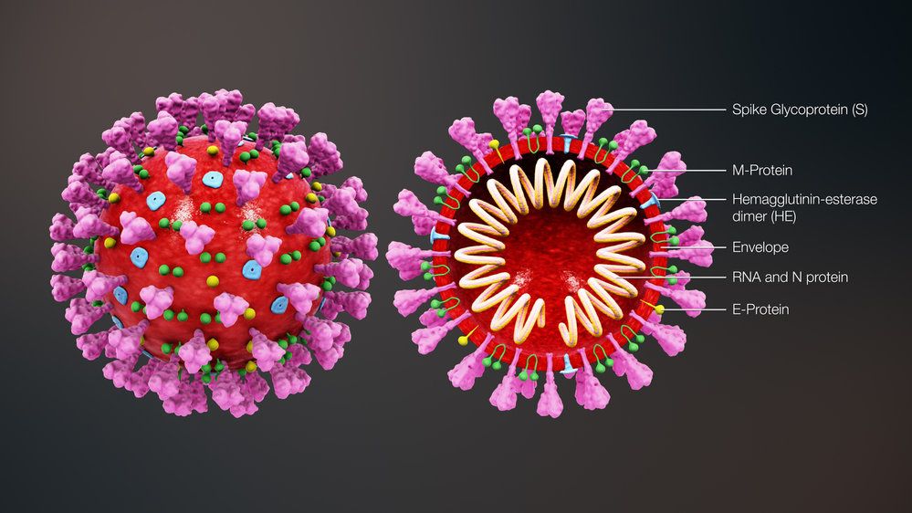 Model struktury koronaviru. Spirála představuje RNA, do které zapisuje svou dědičnou informaci