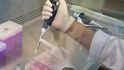 Testování možné vakcíny na COVID-19 v Thajsku