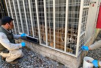 Vakcíny pro tygry i opice: Chilská ZOO očkuje proti covidu, zaměřila se na ohrožené druhy