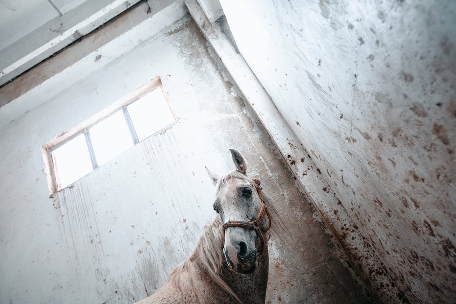 3. místo v kategorii Reportáž: Jarmila Štuková / Váleční koně v Sýrii. Podle Světové organizace arabských koní (WAHO) se z 8500 registrovaných arabských koní na 3000 ztratilo v syrské občanské válce.