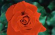 Crimson Glory - Tato rudá růže je jednou z nejpopulárnějších odrůd na světě. Kvete několikrát do roka, v chladnějších oblastech je ovšem náchylná k nemocem.