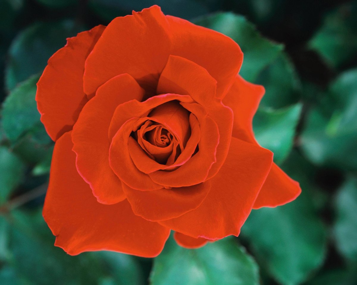 Crimson Glory - Tato rudá růže je jednou z nejpopulárnějších odrůd na světě. Kvete několikrát do roka, v chladnějších oblastech je ovšem náchylná k nemocem.