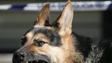 Pes doplatil na spor veterináře a policie 