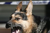 Pes doplatil na spor veterináře a policie