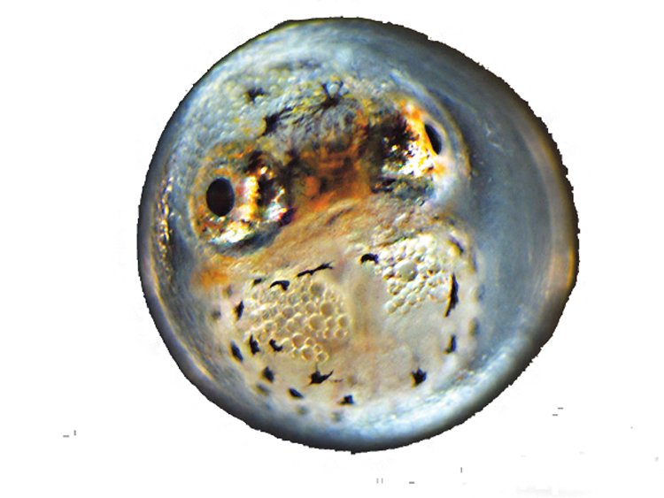 Embryo čtverzubce