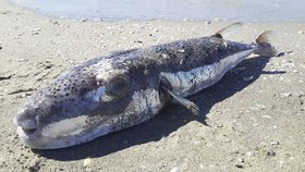 Čtyřzubec stříbropásý (Lagocephalus sceleratus)