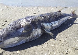 Zamoření oceánů! Tři čtvrtiny ryb v sobě mají plasty.