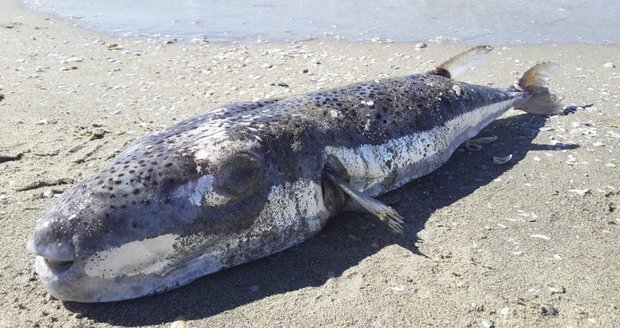 Čtyřzubec stříbropásý (Lagocephalus sceleratus)