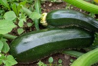 Kdy je cuketa jedovatá a musí se loupat? Margit Slimáková radí