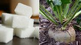 Zdraží cukr?! Výnosy cukrovky budou kvůli suchu podprůměrné, varuje svaz