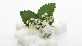 Stevia rebaudiana nahradí cukr a je zdravá