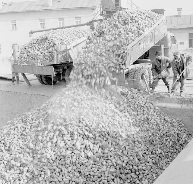 Práce v cukrovaru Modřany: Vykládání řepky v roce 1962