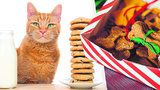 Nejlepší recepty na cukroví pro pejsky i kočky! Napečte jim „Vánoce“!