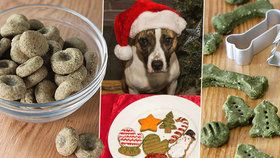 Vánoce domácích mazlíčků: Pozor na tyto potraviny! A recepty přímo pro psy a kočky