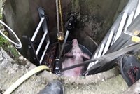 Poprask v Kněždubu: Zvídavý pašík zahučel do studny, lovili ho hasiči