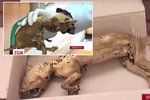 Karpaty odhalily mumifikované tělo záhadného tvora. Je to bájná čupakabra?