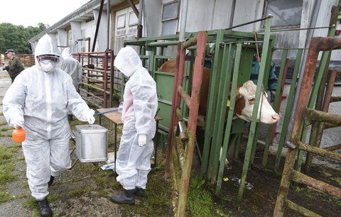 Po zdechlinách má Polsko další problém: U českých hranic se objevila nemoc šílených krav