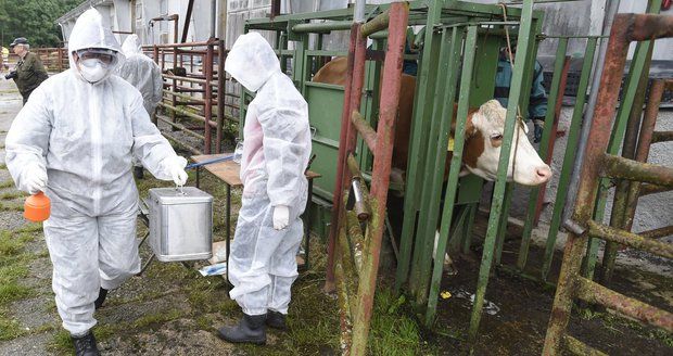 Po zdechlinách má Polsko další problém: U českých hranic se objevila nemoc šílených krav