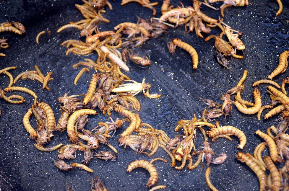 Některé druhy hmyzu můžeme jíst zcela bez rizika