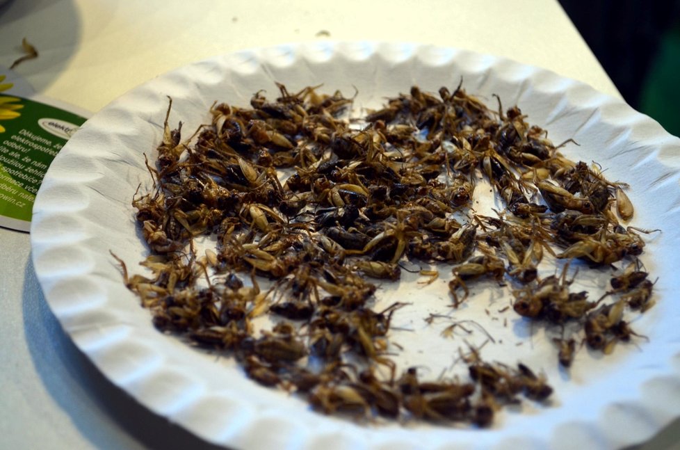 Některé druhy hmyzu můžeme jíst zcela bez rizika.
