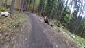 Medvěd útočí na slovenské cyklisty