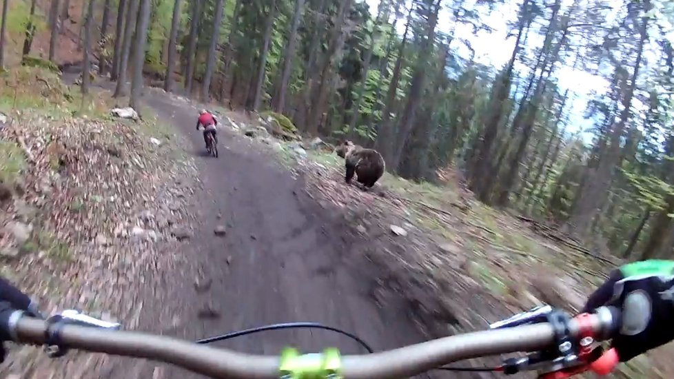 Medvěd útočí na slovenské cyklisty