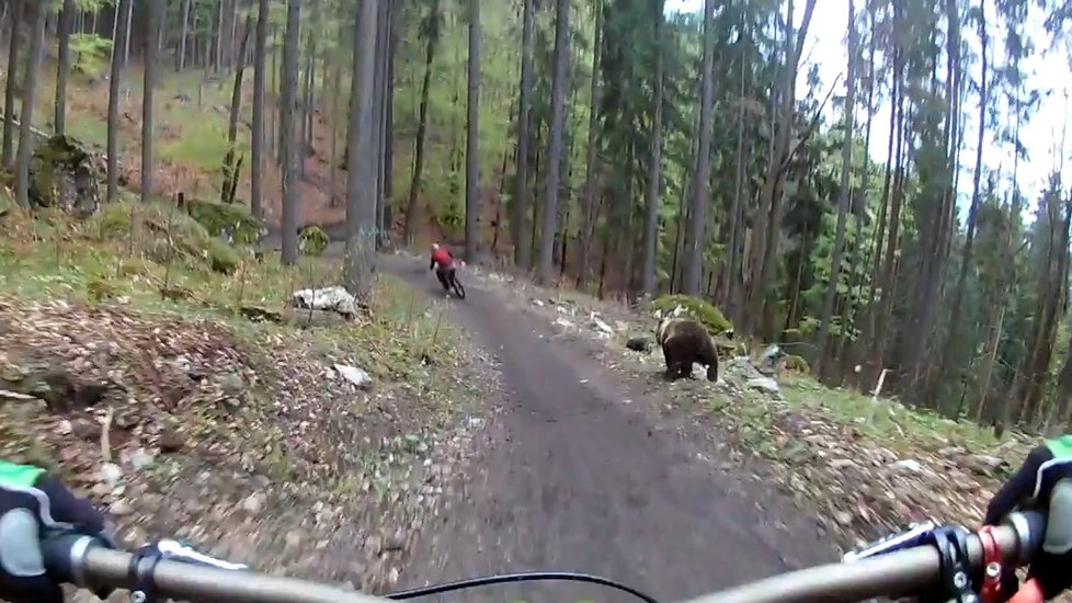 Medvěd útočí na slovenské cyklisty.
