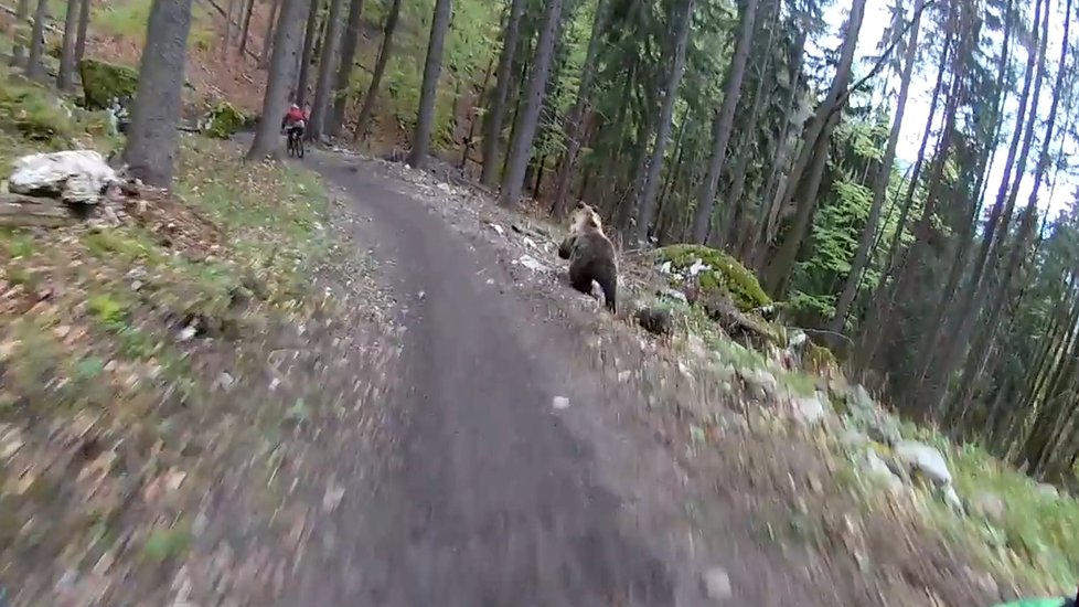 Medvěd útočí na slovenské cyklisty.